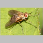 Dexiosoma caninum - Raupenfliege 03.jpg